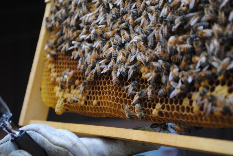 Bees in the News