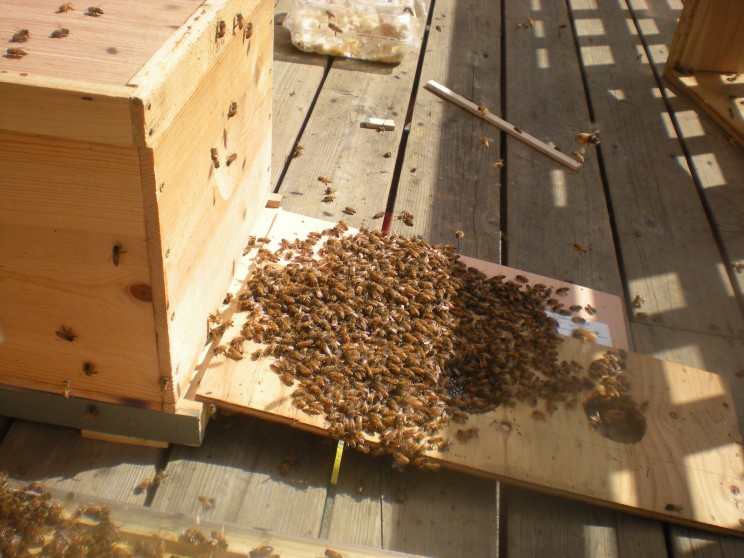 Shaking out laying workers